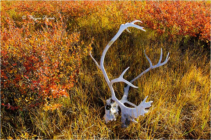 Caribou Antlers 103 by Dr. Wayne Lynch &copy;